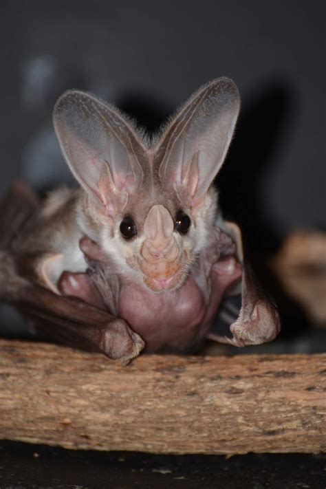 The Unique Physical Characteristics of the Killsdar Witch Bat